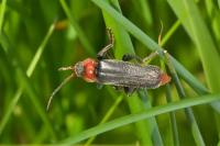 Cantharis fusca