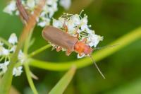 Cantharis rufa