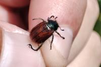 Phyllopertha horticola