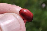 Chrysomela populi