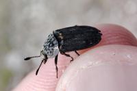 Thanatophilus sinuatus