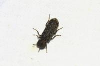 Lichenophanes varius