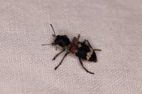 Clerus mutillarius