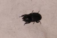Dorcus parallelipipedus