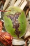 Cassida vibex