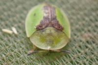 Cassida vibex