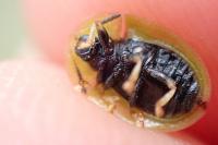 Cassida vibex