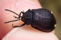 Galeruca tanaceti