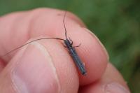 Calamobius filum