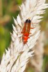 Rhagonycha fulva