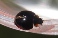 Parexochomus nigromaculatus
