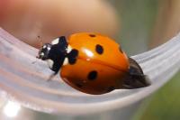 Coccinella septempunctata