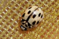 Propylea quatuordecimpunctata