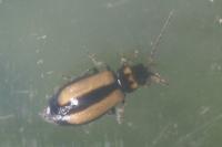 Calomicrus circumfusus