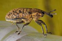Larinus carlinae