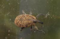 Larinus carlinae
