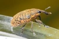 Larinus carlinae