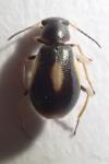 Colotes maculatus