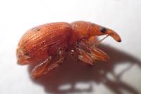 Apion haematodes