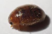 Rhyzobius litura