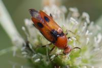 Macrosiagon bimaculata