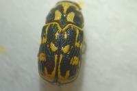 Pachybrachis tessellatus