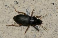 Pseudoophonus rufipes