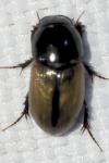 Esymus merdarius