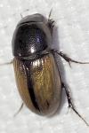 Esymus merdarius
