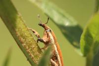 Lixus ochraceus