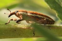 Lixus ochraceus