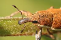 Lixus ochraceus