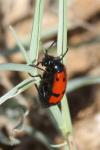 Mylabris quadripunctata