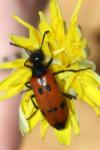Mylabris quadripunctata