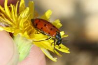 Hycleus duodecimpunctatus