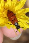 Hycleus duodecimpunctatus