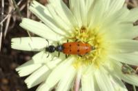 Hycleus duodecimpunctatus