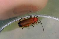 Rhagonycha fulva