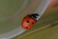 Coccinella septempunctata