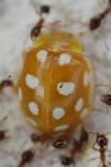 Halyzia sedecimguttata