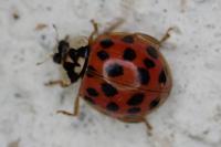 Harmonia axyridis