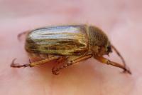 Amphimallon solstitiale