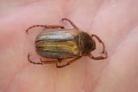 Amphimallon solstitiale