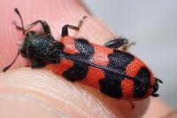 Trichodes alvearius