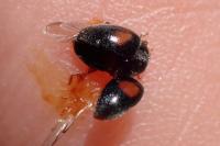 Scymnus interruptus