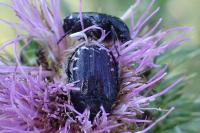 Oxythyrea funesta