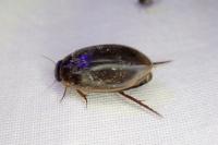 Rhantus suturalis