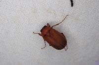Serica brunnea