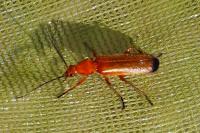 Rhagonycha fulva