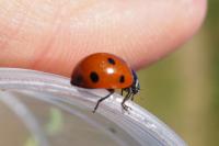 Coccinella septempunctata